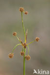 Kogelbies (Scirpoides holoschoenus)