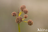 Kogelbies (Scirpoides holoschoenus)