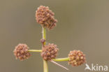 Kogelbies (Scirpoides holoschoenus)