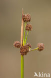 Kogelbies (Scirpoides holoschoenus)