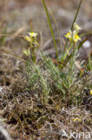 Liggende leeuwenbek (Linaria supina)