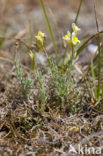 Liggende leeuwenbek (Linaria supina)