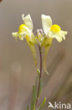 Liggende leeuwenbek (Linaria supina)