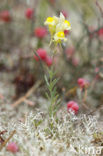 Liggende leeuwenbek (Linaria supina)