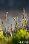 Limonium dodartii