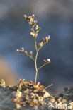 Limonium dodartii