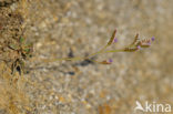 Limonium dodartii