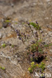 Limonium dodartii