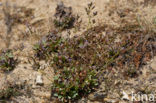 Limonium dodartii