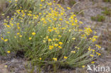 Mediterrane Droogbloem (Helichrysum stoechas)