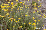 Mediterrane Droogbloem (Helichrysum stoechas)