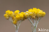 Mediterrane Droogbloem (Helichrysum stoechas)