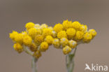 Mediterrane Droogbloem (Helichrysum stoechas)