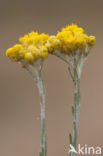 Mediterrane Droogbloem (Helichrysum stoechas)