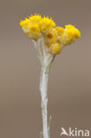 Mediterrane Droogbloem (Helichrysum stoechas)