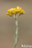 Mediterrane Droogbloem (Helichrysum stoechas)