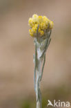 Mediterrane Droogbloem (Helichrysum stoechas)