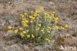 Mediterrane Droogbloem (Helichrysum stoechas)