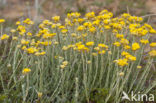 Mediterrane Droogbloem (Helichrysum stoechas)