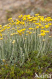 Mediterrane Droogbloem (Helichrysum stoechas)