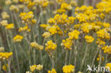 Mediterrane Droogbloem (Helichrysum stoechas)