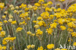 Mediterrane Droogbloem (Helichrysum stoechas)