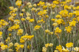 Mediterrane Droogbloem (Helichrysum stoechas)