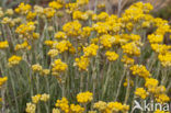 Mediterrane Droogbloem (Helichrysum stoechas)