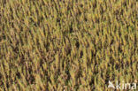 Sea Milkwort (Glaux maritima)