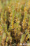 Sea Milkwort (Glaux maritima)