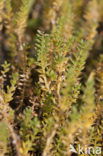 Sea Milkwort (Glaux maritima)