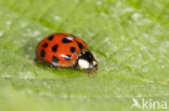 19-Spot Ladybird