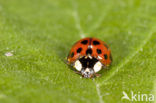 19-Spot Ladybird