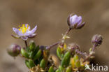 Rock Sea-spurrey (Spergularia rupicola)