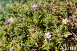 Rock Sea-spurrey (Spergularia rupicola)