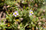 Rock Sea-spurrey (Spergularia rupicola)