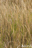 Rood zwenkgras s.s. (Festuca rubra)