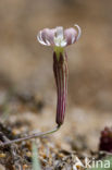 Silene portensis