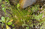 Slender Club-rush (Isolepis cernua)