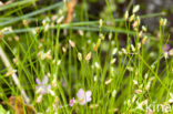 Slender Club-rush (Isolepis cernua)