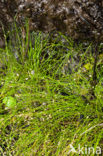 Slender Club-rush (Isolepis cernua)