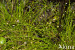 Slender Club-rush (Isolepis cernua)