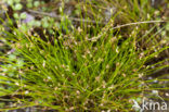 Slender Club-rush (Isolepis cernua)