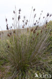 spiny rush