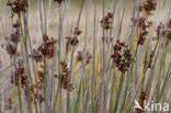 spiny rush