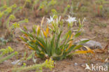 Strandnarcis (Pancratium maritimum)