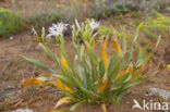 Strandnarcis (Pancratium maritimum)