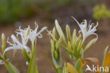 Strandnarcis (Pancratium maritimum)