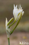 Strandnarcis (Pancratium maritimum)