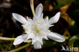 Strandnarcis (Pancratium maritimum)